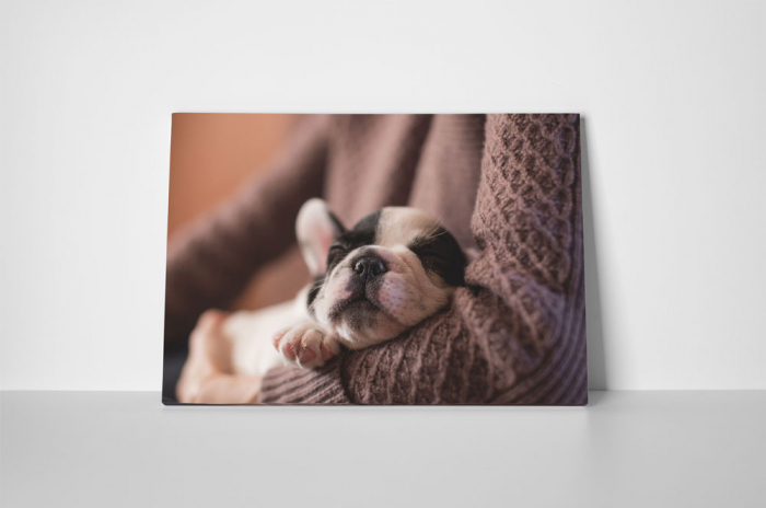 Tablou canvas : Pui Bulldog Francez [2]