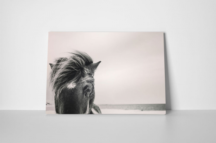 Tablou canvas : Cal salbatic [2]