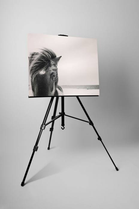 Tablou canvas : Cal salbatic [3]