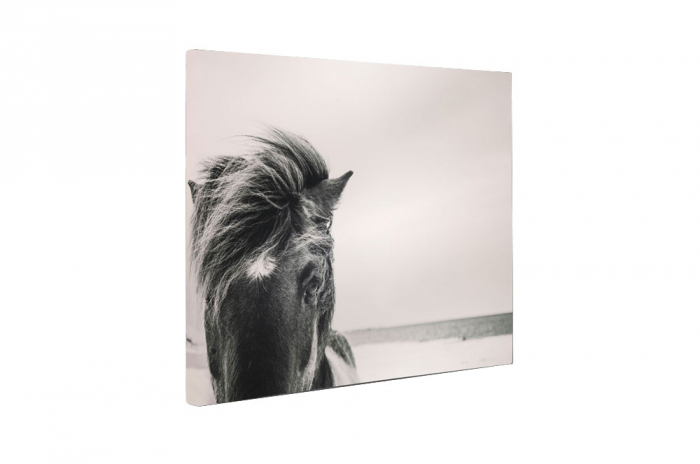 Tablou canvas : Cal salbatic [5]