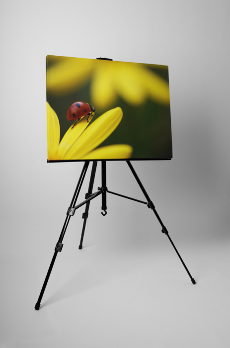 Tablou canvas : Buburuza [3]