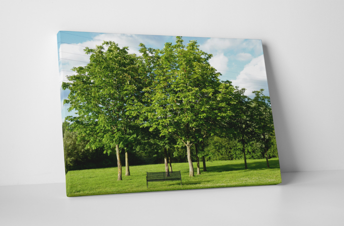 Tablou canvas : Parcul verde [1]