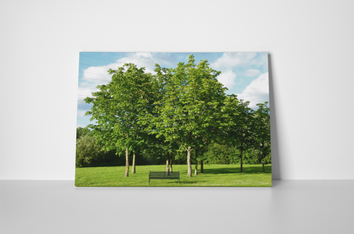 Tablou canvas : Parcul verde [2]
