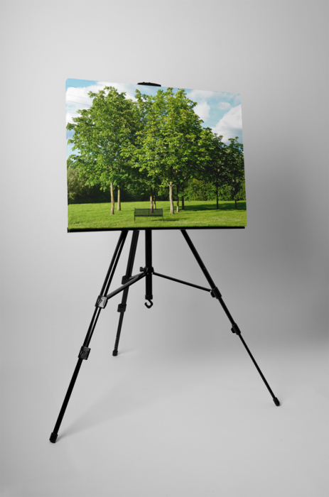 Tablou canvas : Parcul verde [3]