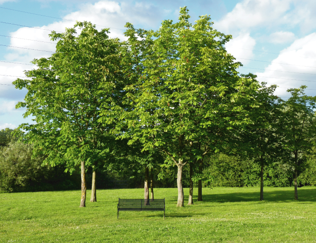 Tablou canvas : Parcul verde [4]