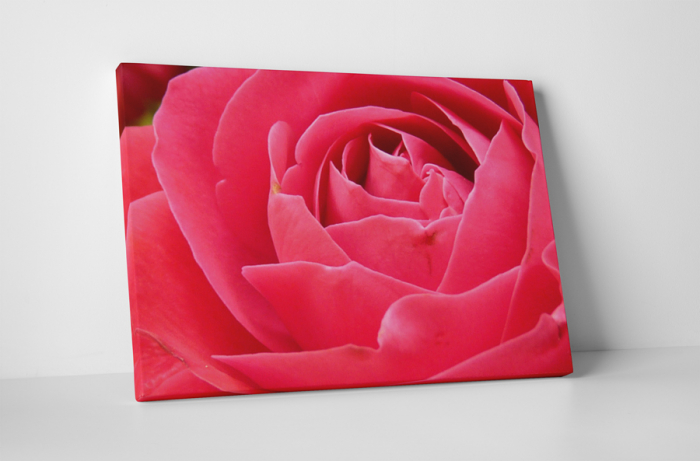 Tablou canvas : Petale de trandafir [1]
