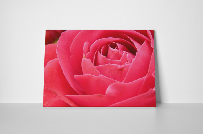 Tablou canvas : Petale de trandafir [2]