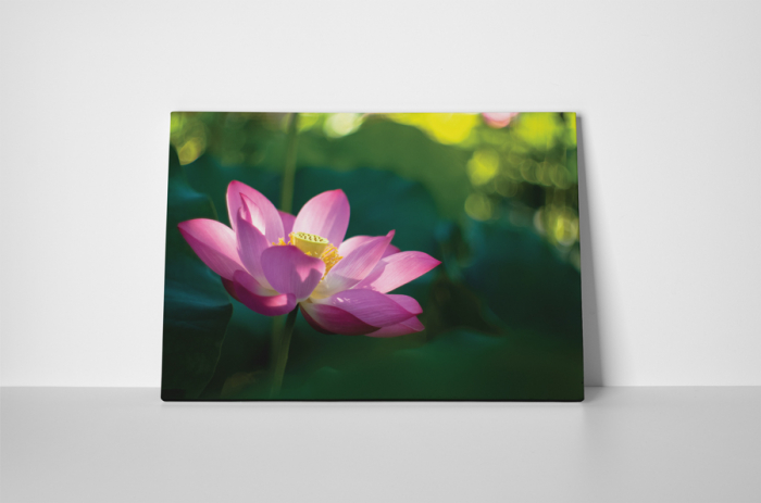 Tablou canvas : Nufar [2]