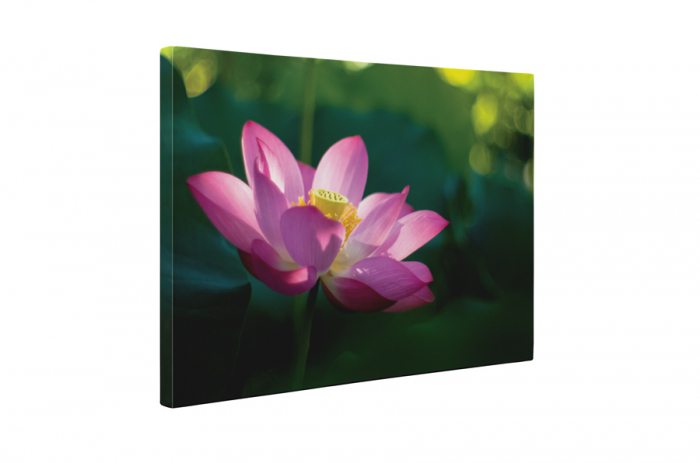 Tablou canvas : Nufar [5]