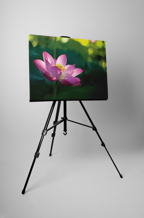 Tablou canvas : Nufar [3]