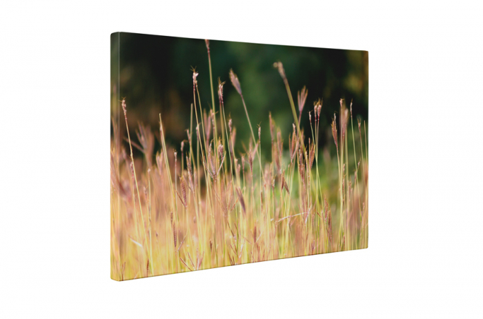 Tablou canvas : Campul vara [5]