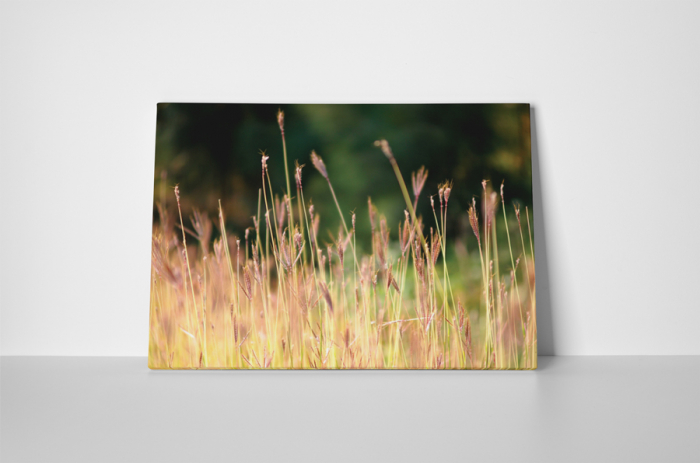 Tablou canvas : Campul vara [2]