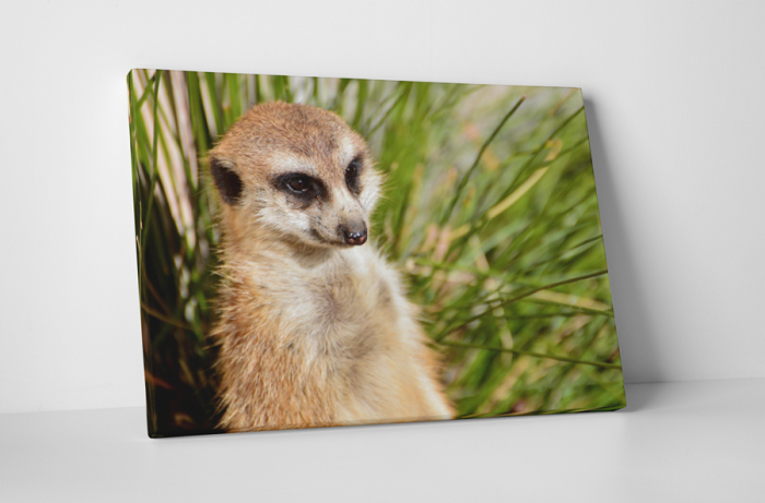 Tablou canvas : Suricata curioasa [1]