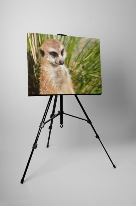 Tablou canvas : Suricata curioasa [3]
