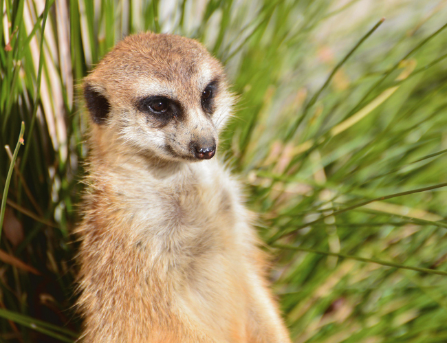 Tablou canvas : Suricata curioasa [4]