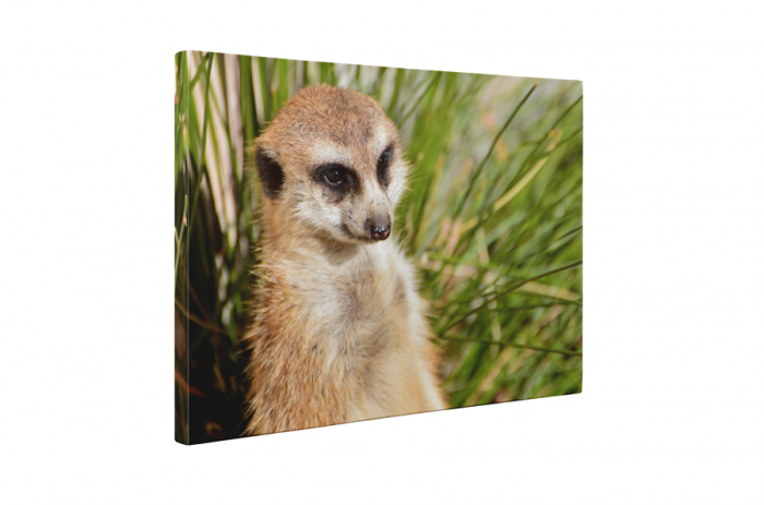 Tablou canvas : Suricata curioasa [5]