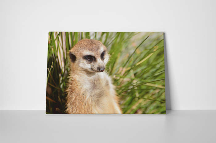 Tablou canvas : Suricata curioasa [2]