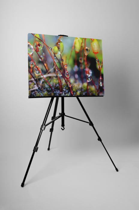Tablou canvas : Roua de dimineata [3]