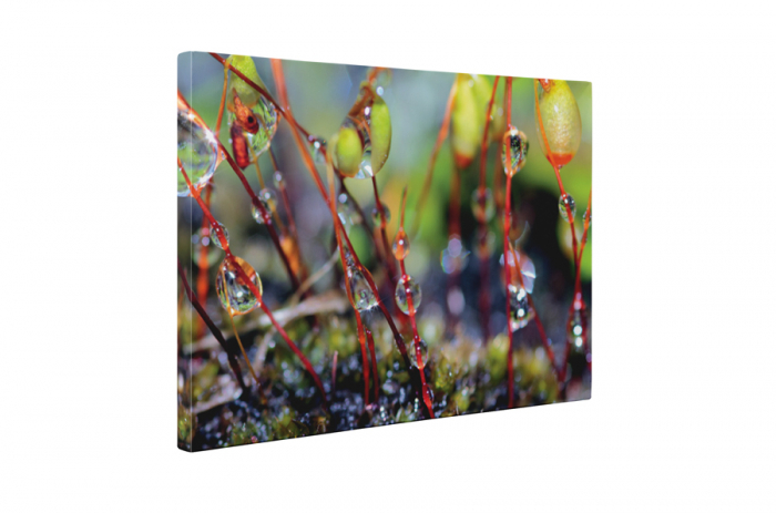 Tablou canvas : Roua de dimineata [5]