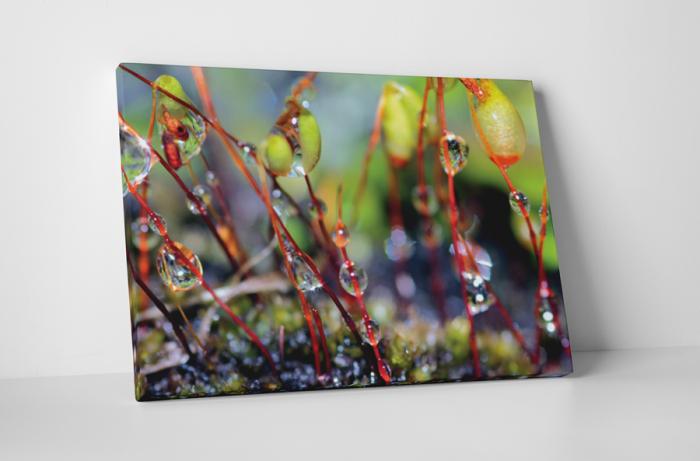 Tablou canvas : Roua de dimineata [1]