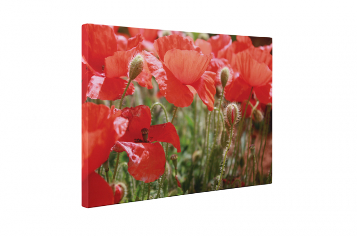 Tablou canvas : Printre maci [5]