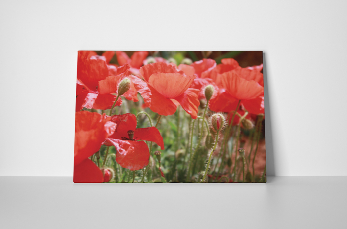 Tablou canvas : Printre maci [2]