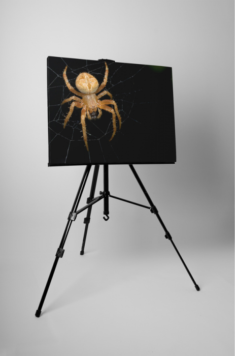 Tablou canvas : Paianjen [3]