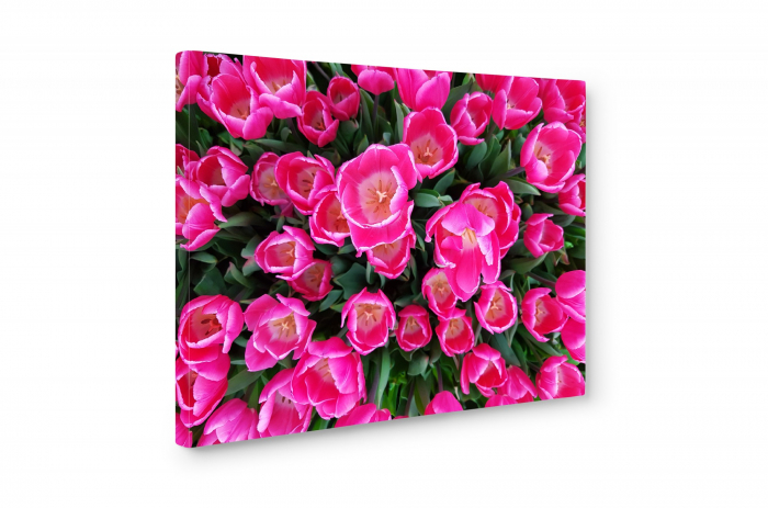 Tablou canvas : Lalele roz [3]
