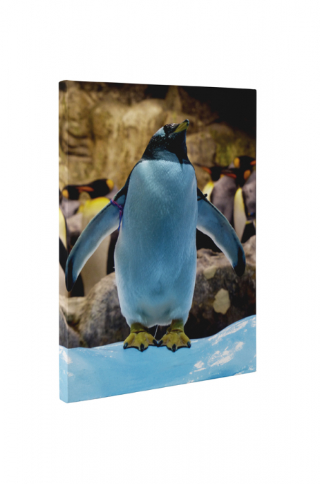 Tablou canvas : Pinguin jucaus [5]