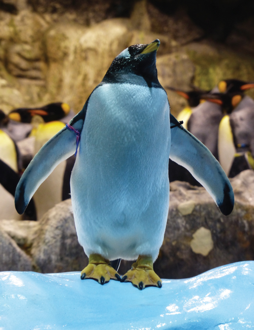 Tablou canvas : Pinguin jucaus [4]
