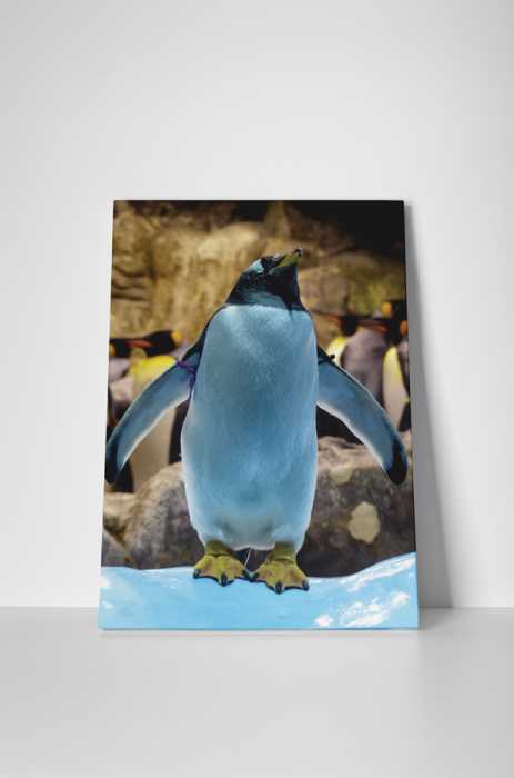 Tablou canvas : Pinguin jucaus [2]