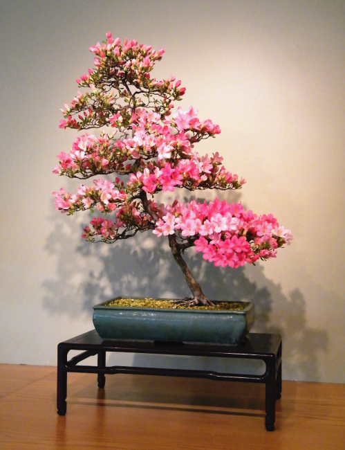 Tablou canvas : Azalea bonsai [4]