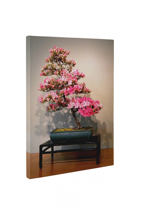 Tablou canvas : Azalea bonsai [5]