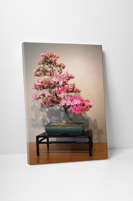 Tablou canvas : Azalea bonsai [1]
