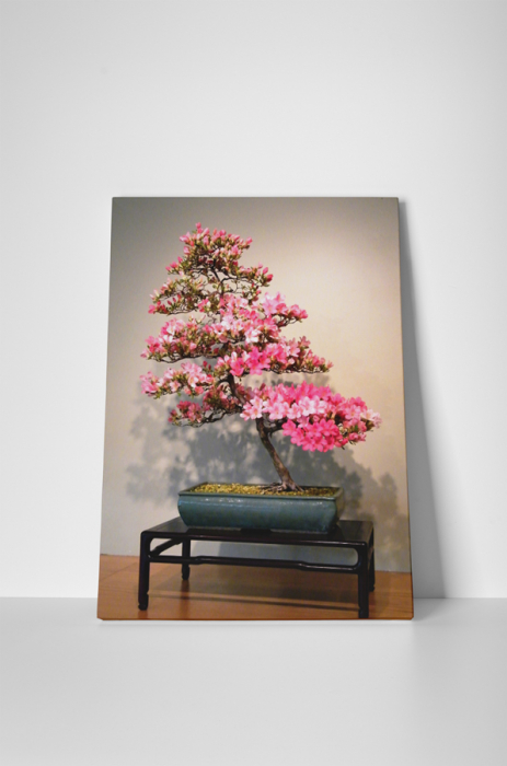 Tablou canvas : Azalea bonsai [2]