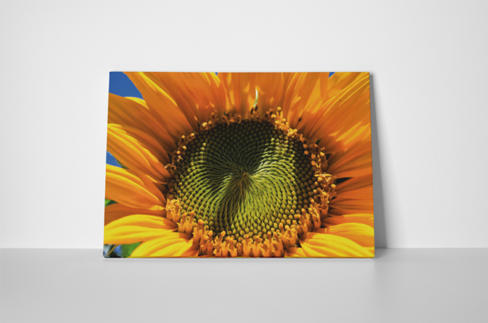 Tablou canvas : Seminte de floarea soarelui [2]