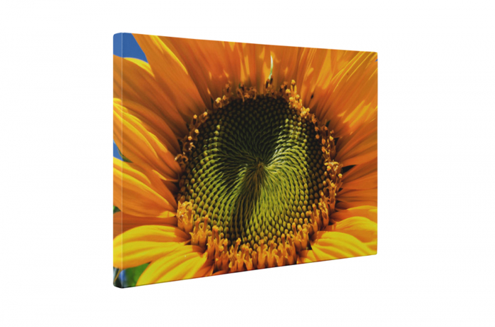 Tablou canvas : Seminte de floarea soarelui [5]