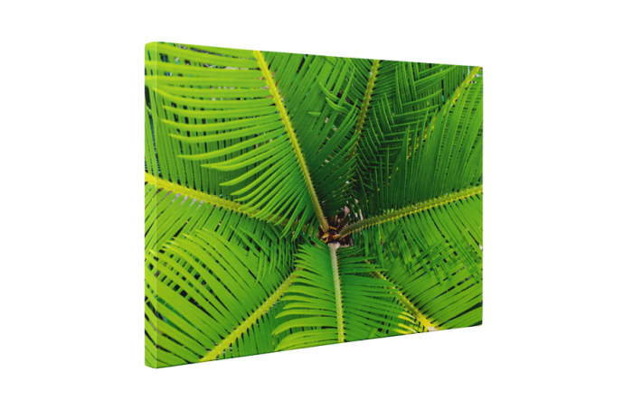 Tablou canvas : Frunze de palmier [5]