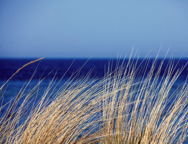 Tablou canvas : Iarba uscata [4]