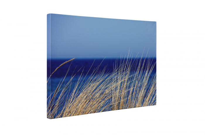 Tablou canvas : Iarba uscata [5]