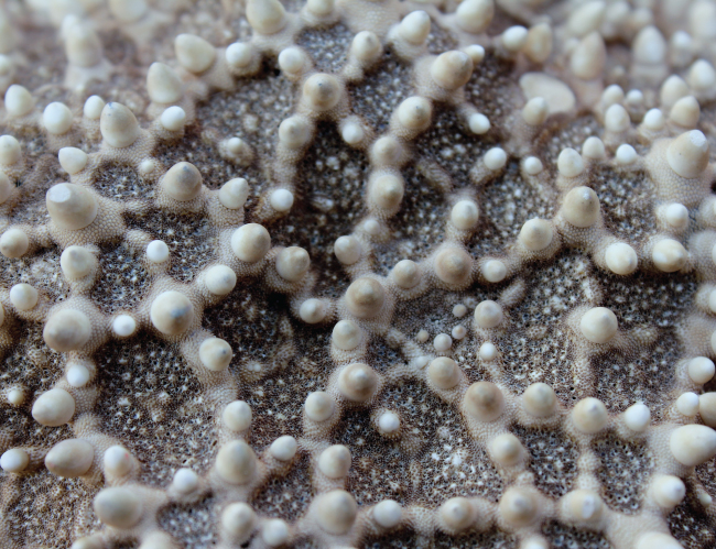 Tablou canvas : Stea de mare [4]