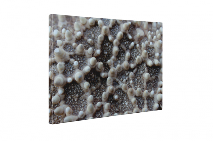 Tablou canvas : Stea de mare [5]