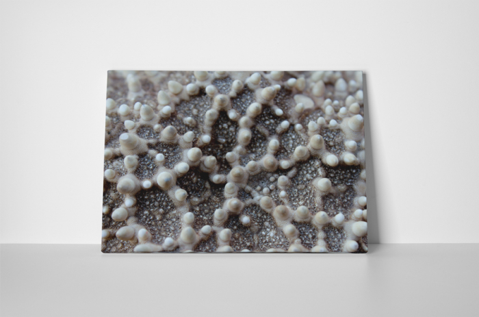 Tablou canvas : Stea de mare [2]