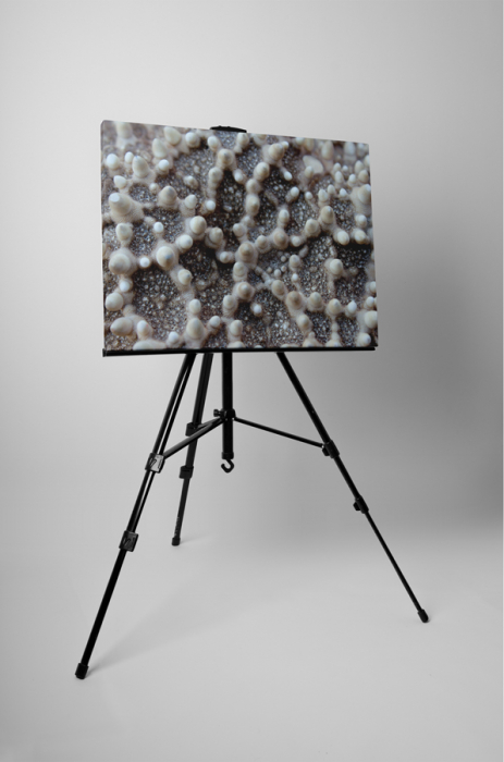 Tablou canvas : Stea de mare [3]