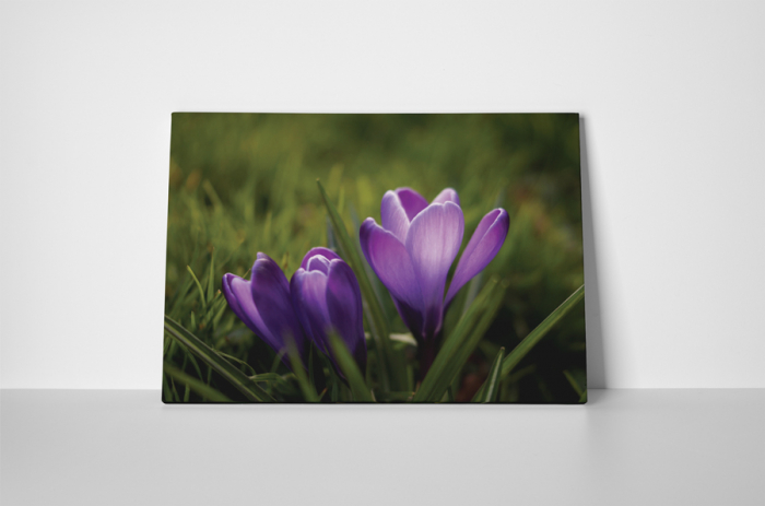 Tablou canvas : Branduse [2]