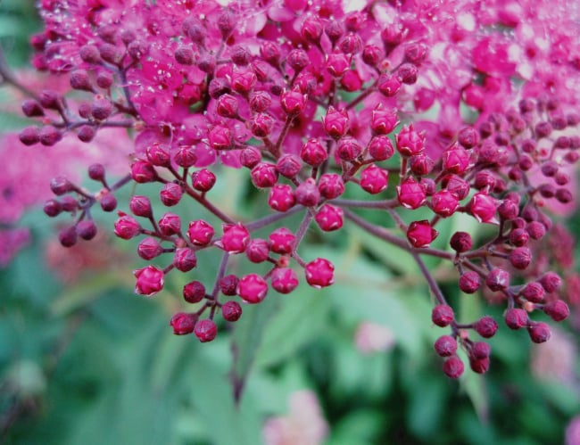 Tablou canvas : Pink small flowers [4]