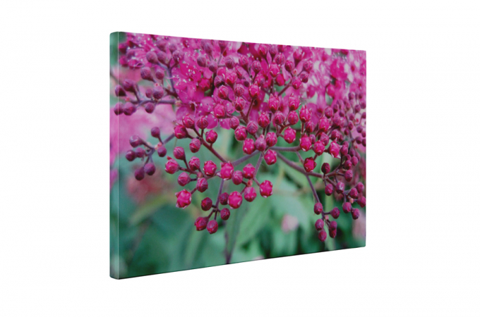 Tablou canvas : Pink small flowers [5]