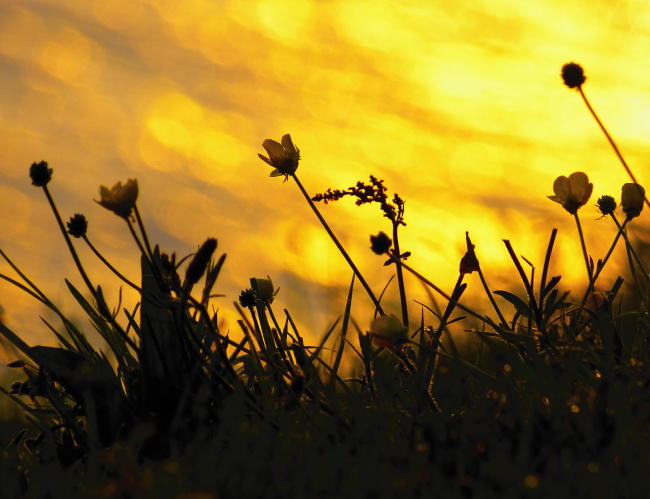 Tablou canvas : Floricele de camp [4]
