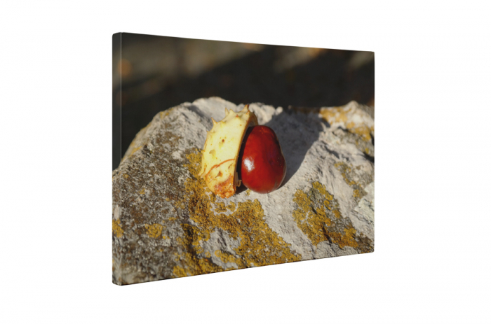 Tablou canvas : Castan [5]