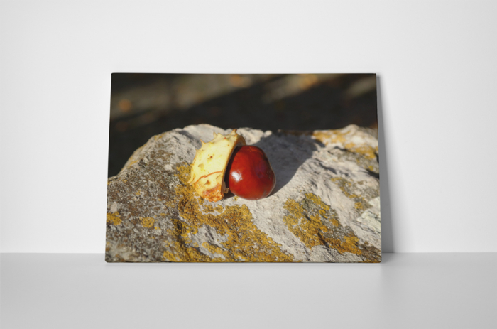 Tablou canvas : Castan [2]